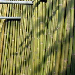 Canna bambù standard verde ø 5-6 cm-L.200 cm